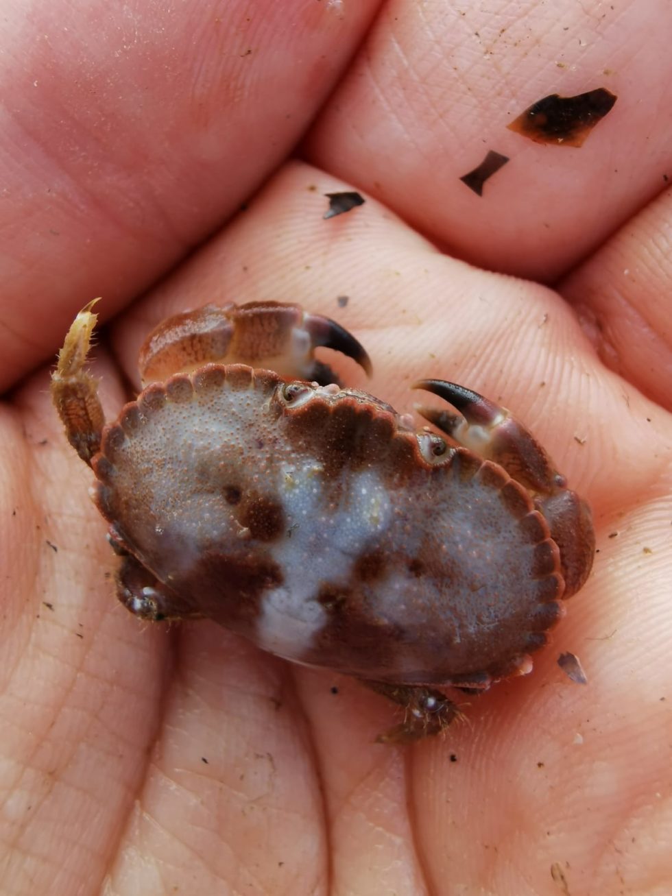 Gallery - Offshore Shellfish