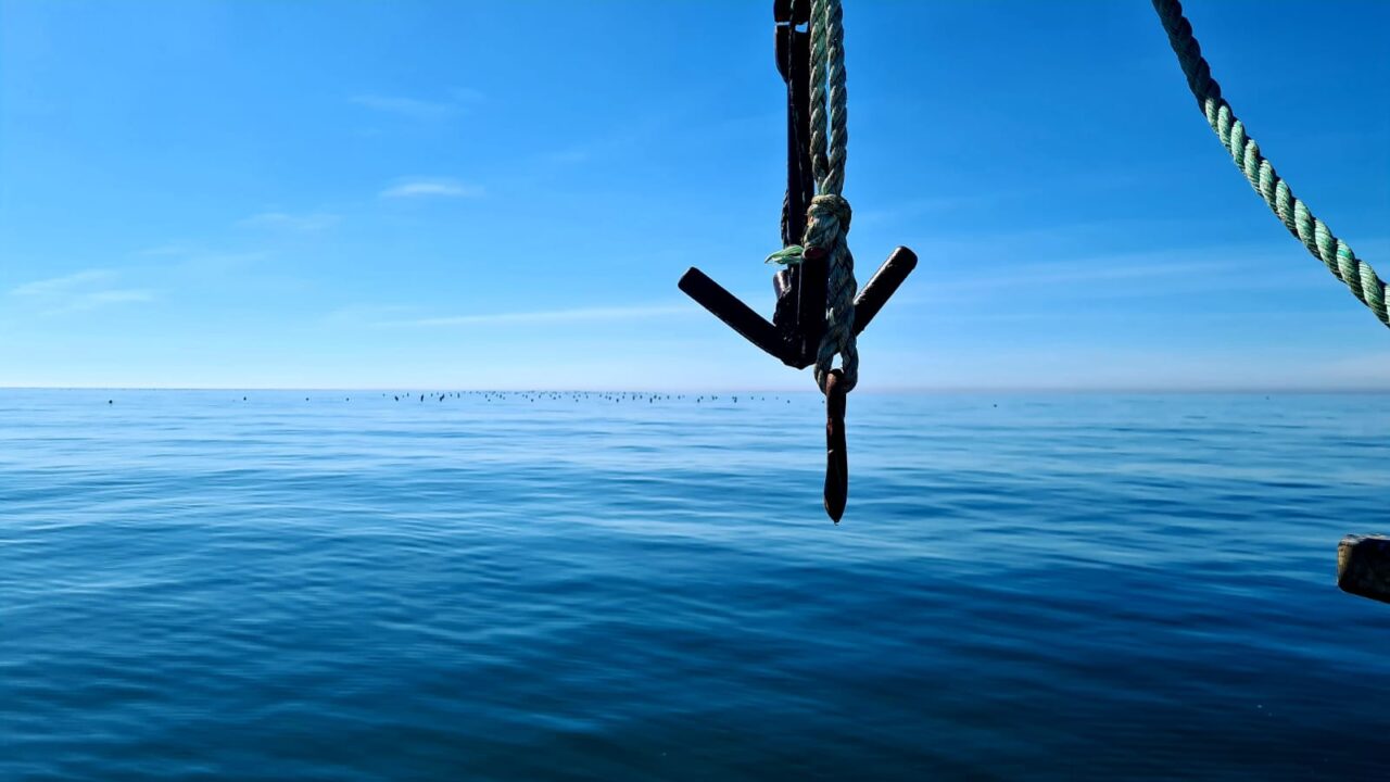 Cultured Mussel Farm In Brixham I Offshore Shellfish Ltd